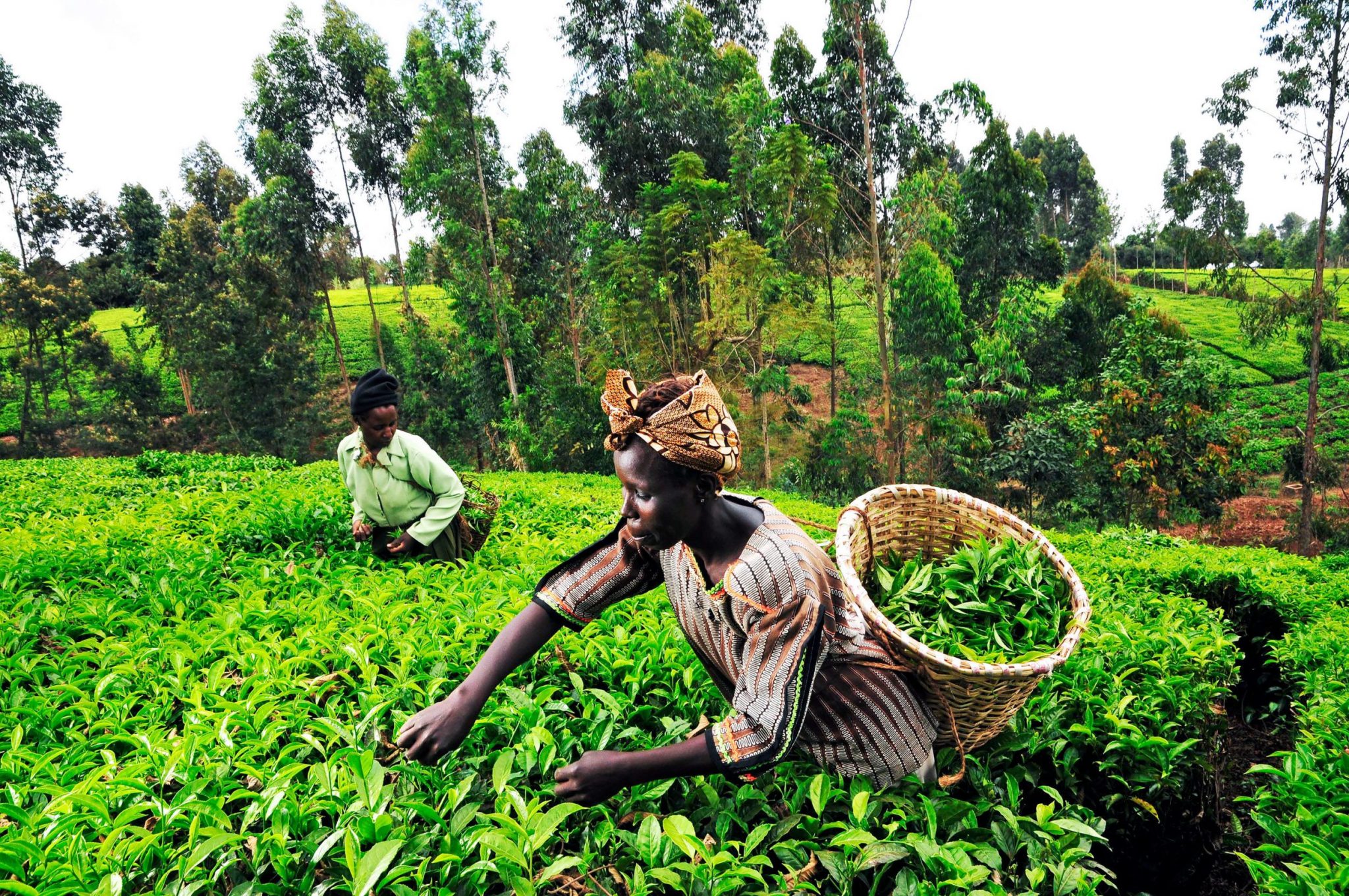 Agriculture au Togo les acteurs des chaînes de valeurs seront