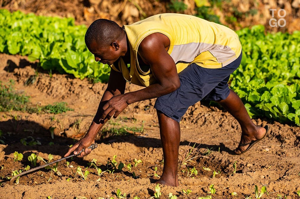 Togo : le Pajec prépare une assurance agricole pour protéger les jeunes entrepreneurs