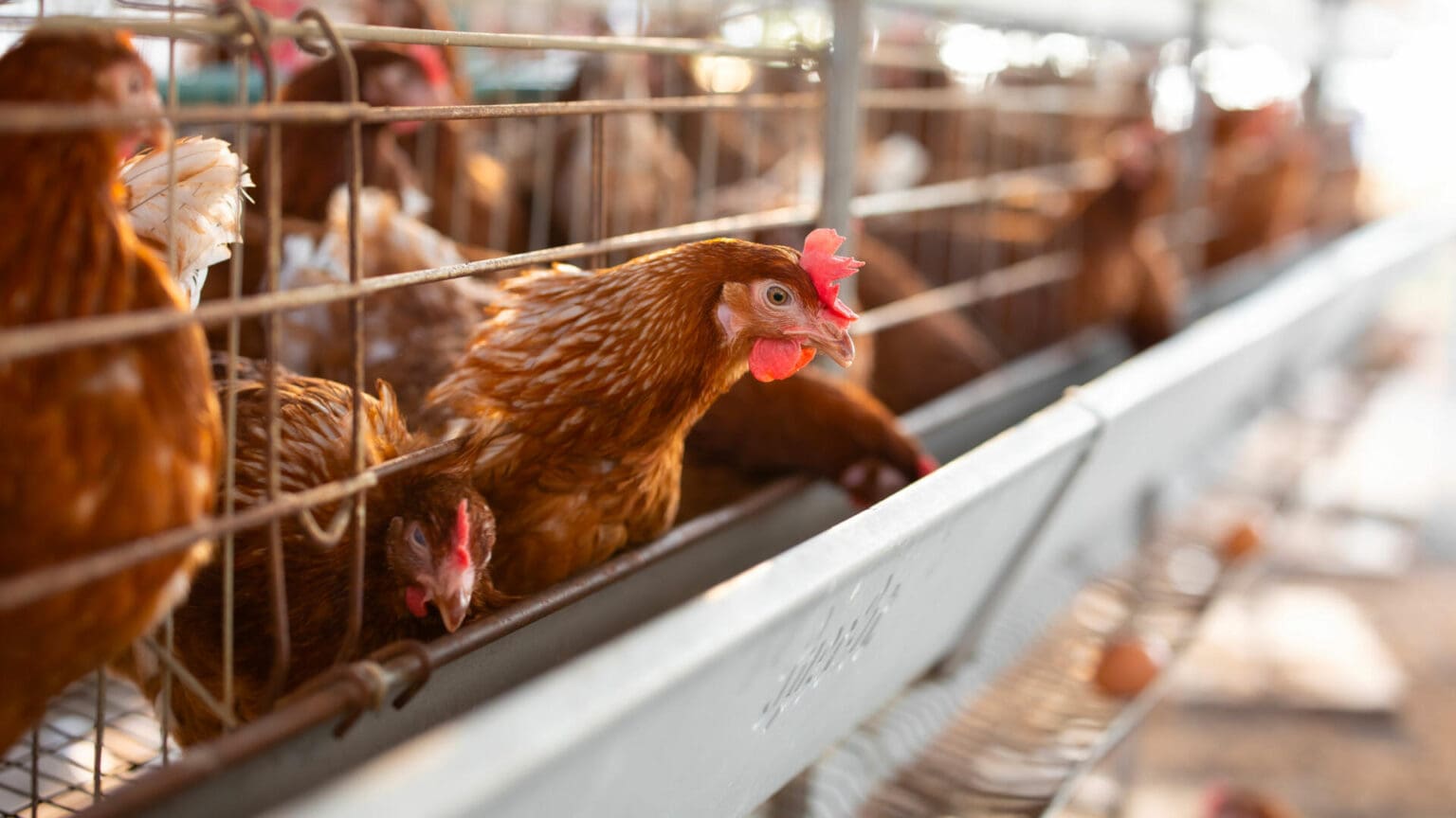 Togo: alerte à la grippe aviaire dans le district des Lacs