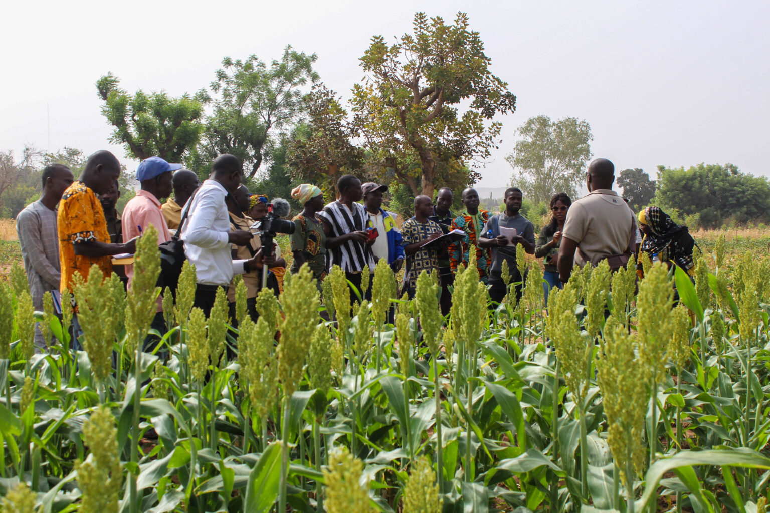 Recherche agronomique : l’Itra et le FSRP-Togo rapprochent l’innovation des producteurs