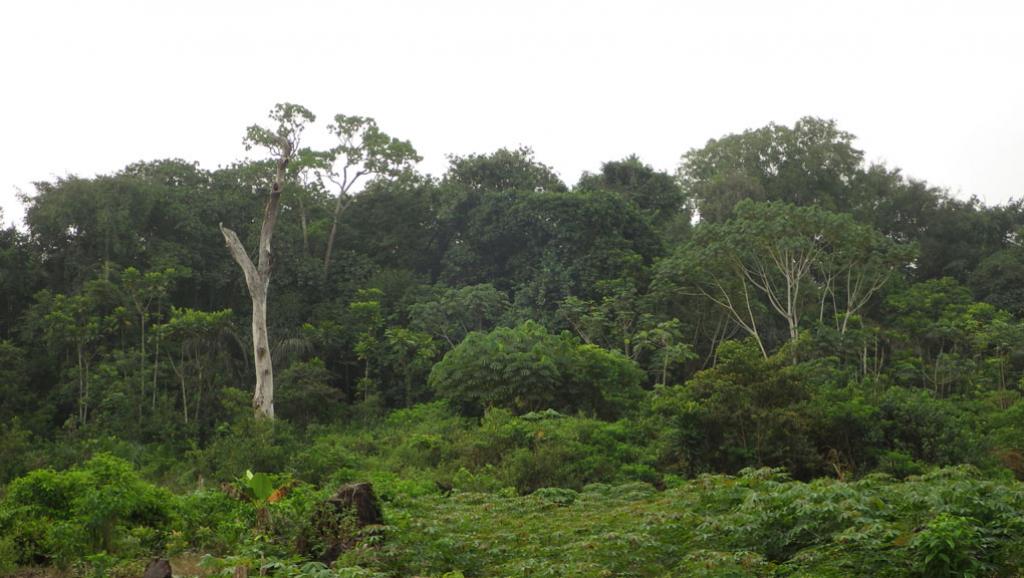 Togo : le gouvernement engage la réforme du corps des agents des eaux et forêts
