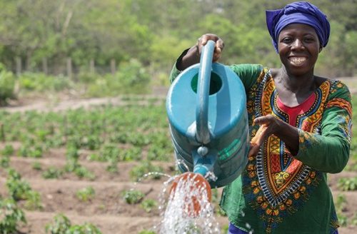 Maraîchage : le Togo renforce la gestion des infrastructures et l’accompagnement des producteurs