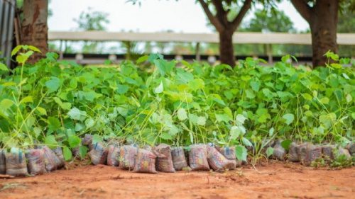 Reboisement au Togo : pourquoi la lutte contre la déforestation est devenue une urgence nationale