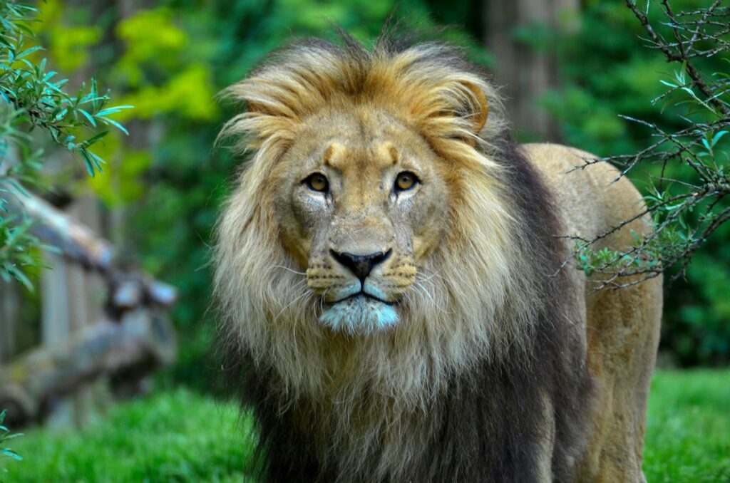 Togo / Klobatème : un gros chat confondu avec un lion ?