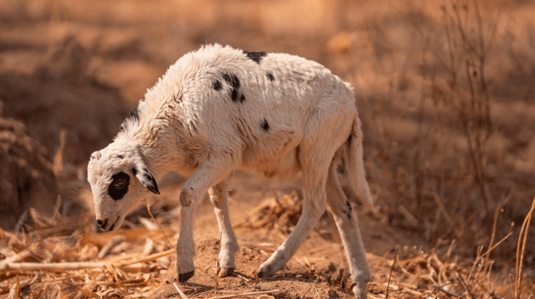 Togo : flambée spectaculaire du prix des moutons à l’approche de la Tabaski