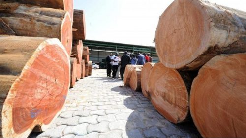 Le Togo : vente aux enchères des produits forestiers saisis pour renforcer la lutte contre l’exploitation illégale