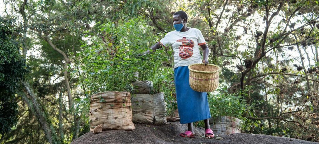 Les Africains en première ligne face à la crise de la biodiversité