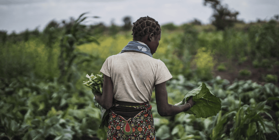 La Cédéao lance à Lomé un projet de 20 millions d’euros pour promouvoir l’agroécologie
