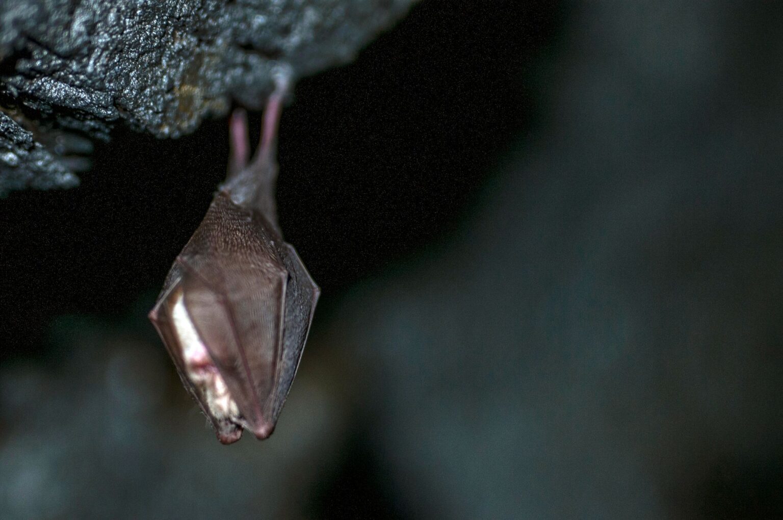 Animaux : la présence d’une chauve-souris africaine confirmée en Europe