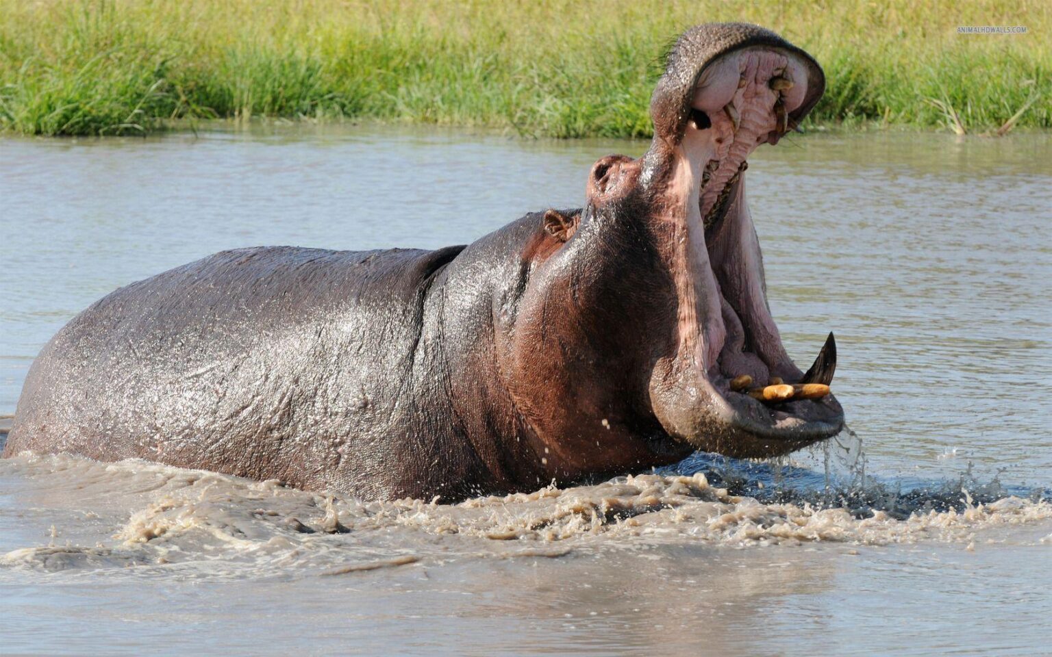 Yoto 3 : un homme tué par un hippopotame sur le site d’Afito