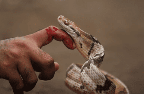 Togo : près de 3 000 morsures de serpent enregistrées chaque année